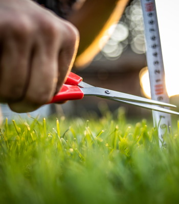 measuring grass 