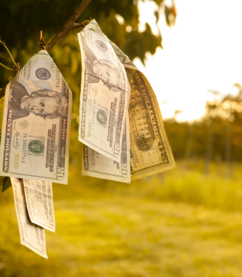 Cash on a tree